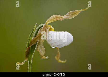 Berg-Frauenschuh, Waterton Lakes Nationalpark, Alberta Stockfoto