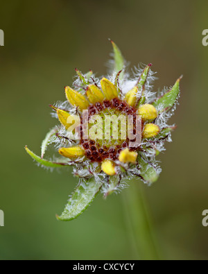 Gemeinsamen Gaillardia, Waterton Lakes Nationalpark, Alberta Stockfoto