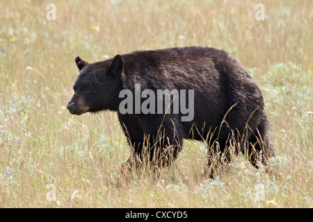 Schwarzer Bär (Ursus Americanus), Waterton Lakes National Park, Alberta, Kanada, Nordamerika Stockfoto