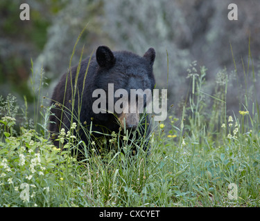 Schwarzer Bär (Ursus Americanus) Essen, Glacier National Park, Montana, Vereinigte Staaten von Amerika, Nordamerika Stockfoto