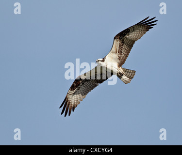 Fischadler (Pandion Haliaetus) im Flug, Lemhi Grafschaft, Idaho, Vereinigte Staaten von Amerika, Nordamerika Stockfoto