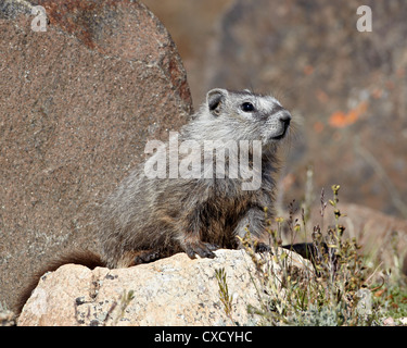 Junge grau Bauche Murmeltier (Angsthase Murmeltier) (Marmota Flaviventris), Shoshone National Forest, Wyoming Stockfoto