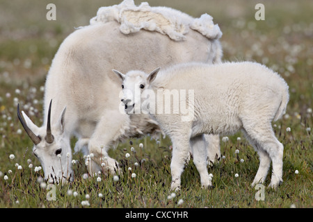 Bergziege (Oreamnos Americanus) Kindermädchen und Kind im Frühjahr, Shoshone National Forest, Wyoming, Vereinigte Staaten von Amerika Stockfoto