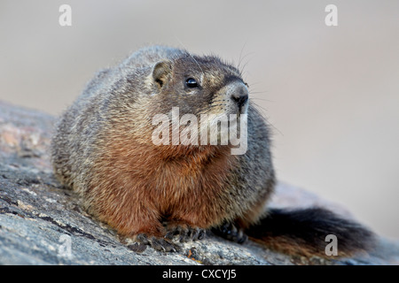 Bauche Murmeltier (Angsthase Murmeltier) (Marmota Flaviventris), Shoshone National Forest, Wyoming, Vereinigte Staaten von Amerika Stockfoto