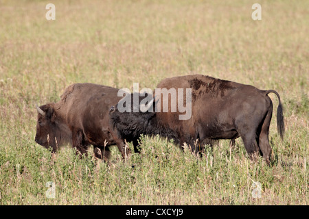Bisons (Bison Bison) bull demonstrieren die Flehmen Antwort neben einer Kuh, Yellowstone-Nationalpark, Wyoming Stockfoto