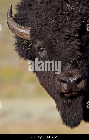 Bisons (Bison Bison) Bull, Yellowstone-Nationalpark, Wyoming, Vereinigte Staaten von Amerika, Nordamerika Stockfoto