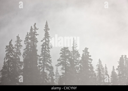 Evergreens, umgeben von Nebel, Jasper National Park, UNESCO-Weltkulturerbe, Alberta, Kanada, Nordamerika Stockfoto