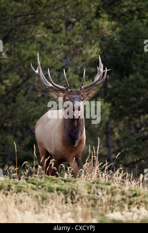 Stier Elche (Cervus Canadensis) demonstriert das Flehmen Antwort, Jasper Nationalpark, Alberta, Kanada, Nordamerika Stockfoto