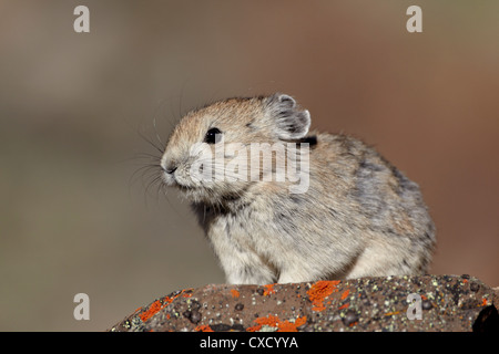 Amerikanische Pika (Ochotona Princeps), Peter Lougheed Provincial Park, Kananaskis Country, Alberta, Kanada, Nordamerika Stockfoto