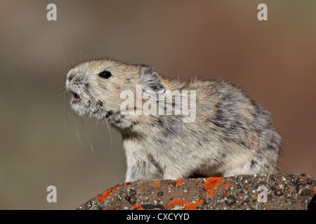 Amerikanische Pika (Ochotona Princeps) aufrufen, Peter Lougheed Provincial Park, Kananaskis Country, Alberta, Kanada, Nordamerika Stockfoto