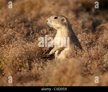 Blacktail Präriehund (Cynomys sich), Theodore-Roosevelt-Nationalpark, North Dakota, Vereinigte Staaten von Amerika Stockfoto