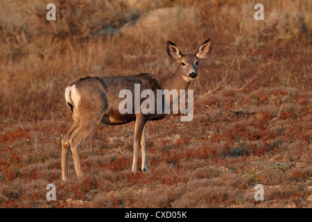 Maultierhirsch (Odocoileus Hemionus) Doe, Theodore-Roosevelt-Nationalpark, North Dakota, Vereinigte Staaten von Amerika, Nordamerika Stockfoto