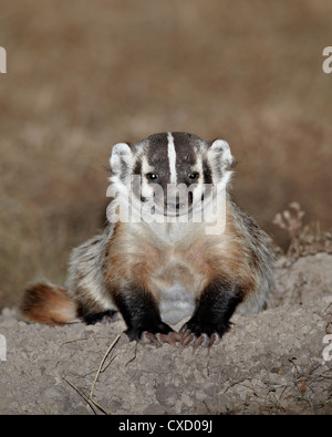 Dachs (Taxidea Taxus), Buffalo Gap National Grassland, Conata Becken, South Dakota, Vereinigte Staaten von Amerika, Nordamerika Stockfoto