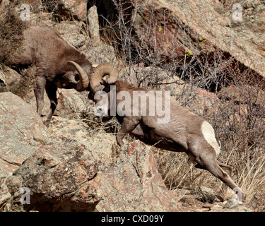 Zwei Dickhornschaf (Ovis Canadensis) rammt Kopfstößen, Clear Creek County, Colorado, Vereinigte Staaten von Amerika, Nordamerika Stockfoto