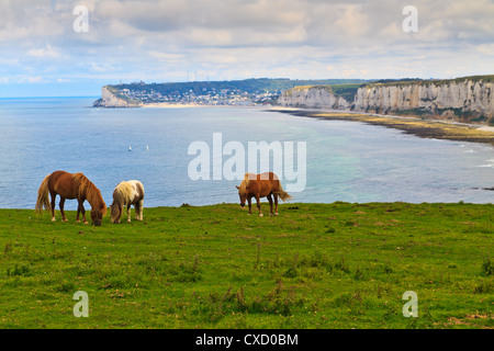 Pferde auf den Klippen in der Nähe von Etretat und Fecamp, Normandie, Frankreich Stockfoto