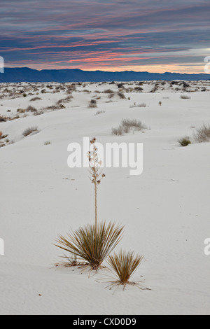 Yucca in den Dünen bei Sonnenaufgang, White Sands National Monument, New Mexico, Deutschland, Nordamerika Stockfoto
