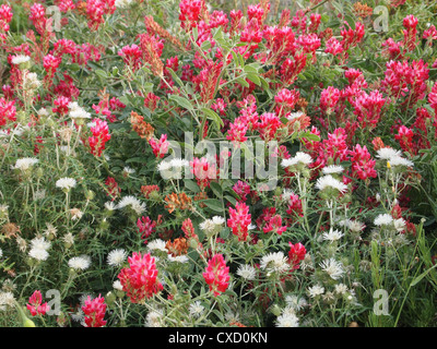 Viele nette Shamrocks Stockfoto