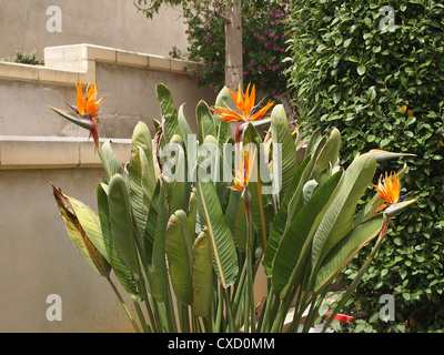 Eine Bush von Nizza Blüten Stockfoto