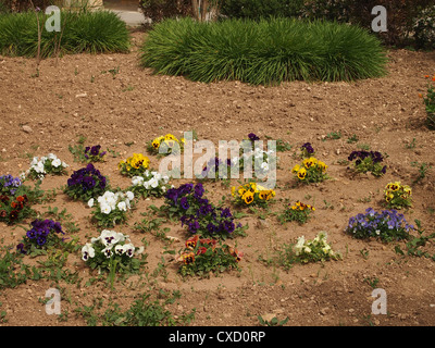 Viel lansies Stockfoto