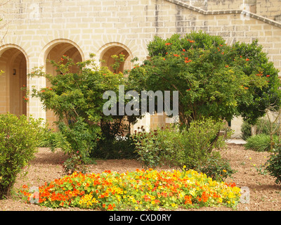 Bunte nasturtiums Stockfoto