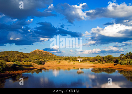 Ongava Game Reserve, Namibia, Afrika Stockfoto