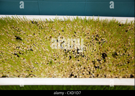 Wheat Germ Keimen auf einem Bio-Bauernhof Stockfoto