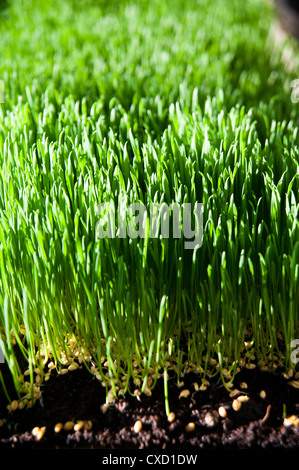 Wheat Germ Keimen auf einem Bio-Bauernhof Stockfoto