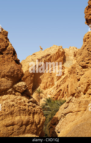 Blick auf den Berg der Oase Chebika in Tunesien Stockfoto