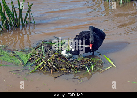 Schwarze Schwäne schwarzer Schwan Nest Eiern Überschwemmungen Cygnus olor Fluss Exe Exeter Devon Stockfoto