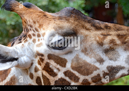 Close-up auf Giraffe Gesicht. Foto in Giraffe Centre in Nairobi - Kenia Stockfoto