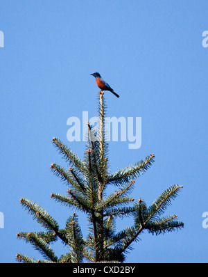 Kastanien-bellied Rock Soor, Monticola Rufiventris, Mangengoth, Langtang Nationalpark, Nepal Stockfoto