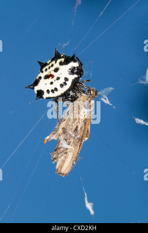 Stachelige Kugel Weaver Spider (Gasteracantha Cancriformis) im Web mit einer Beute (Georgia, USA). Stockfoto