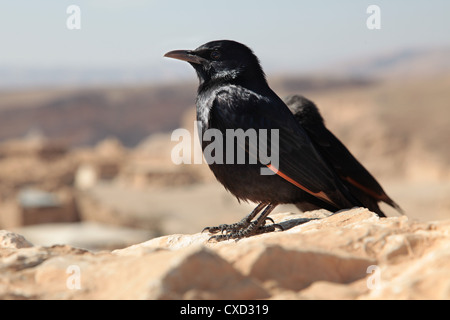 Zwei Tristram Stare (Grackle), ein gemeinsames schwarzer Vogel mit einem orangefarbenen Streifen in Massada, Israel, Seite Stockfoto