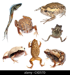 Frosch und Kröte Sammlung Stockfoto