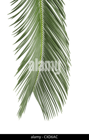 Palm Leaf Stockfoto