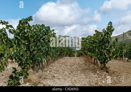 Wein Belastungen mit grünen Blättern auf dem Land im Dorf Fonzaleche in La Rioja, Spanien, Europa Stockfoto