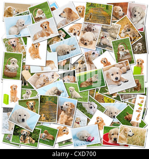 Hund-collage Stockfoto