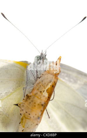 Entstehung der Insekten kleiner weißer Schmetterling Stockfoto