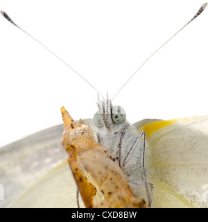 Entstehung der Insekten kleiner weißer Schmetterling Stockfoto