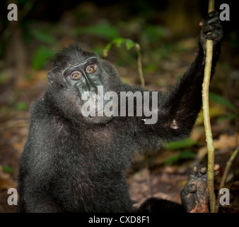 Schwarze Makaken, Sulawesi, Indonesien Stockfoto