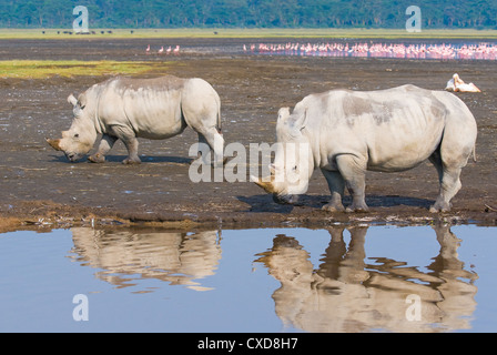 Nashörner in Lake Nakuru National Park, Kenia Stockfoto