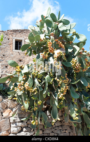 Opuntia Feigenkaktus Gattung Cactaceae in voller Frucht Kreta Griechenland Stockfoto
