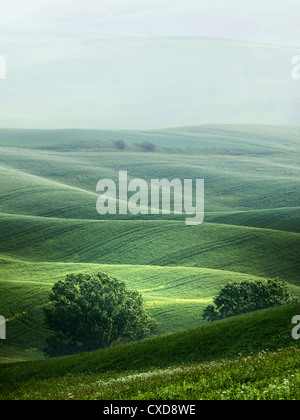 Hügelige Landschaft der Toskana im Nebel Stockfoto