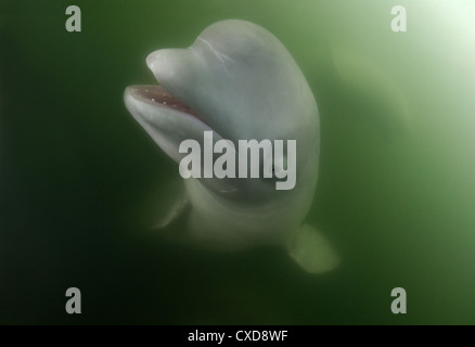 Beluga whale (Delphinapterus Leucas) Japan Meer, Fernost, Primorsky Krai, Russische Föderation Stockfoto