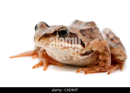 Rana Arvalis. Frosch auf weißem Hintergrund anlegen. Stockfoto