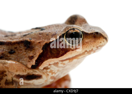 Rana Arvalis. Frosch auf weißem Hintergrund anlegen. Stockfoto
