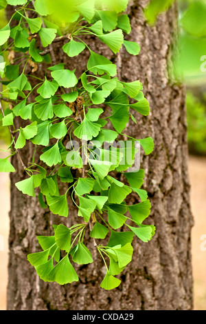 Close-up auf Ginkgo Biloba Baum Stockfoto