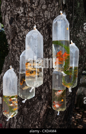 Goldfische in Plastiktüten zu verkaufen, hängen von einem Baum, Straßenmarkt, Negombo, Sri Lanka Stockfoto