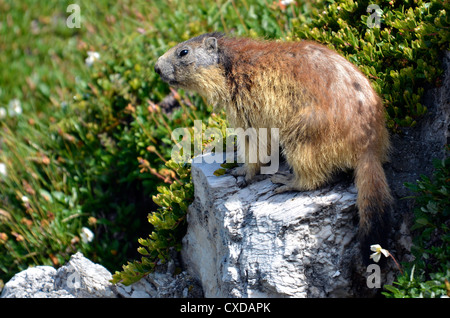 Alpine Murmeltier (Marmota Marmota) auf Felsen in den französischen Alpen, Savoie-Abteilung bei La Plagne Stockfoto