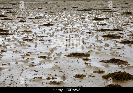 Wattwurm wirft auf Schlamm und Sand Wohnungen. Ebbe im Castle Tioram, Highland, Schottland Stockfoto